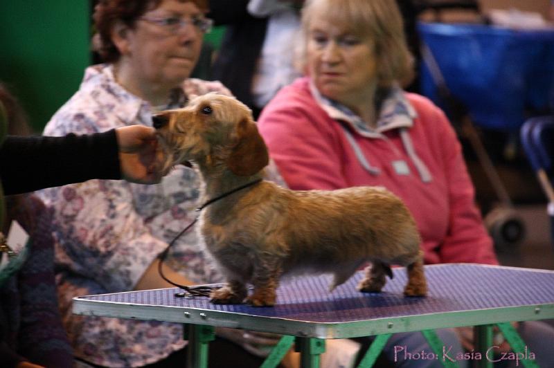 Crufts2011_2 497.jpg